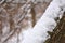 Snowbank on tree trunk