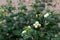 Snowberries Symphoricarpos Albus in garden