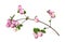 Snowberries Symphoricarpos pink with green leaves isolated