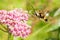 Snowberry Clearwing - Hemaris diffinis