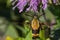 Snowberry Clearwing Moth