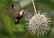 Snowberry Clearwing moth nectaring on a buttonbush flower