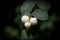 Snowberry or snowberries on a green bush also known as Symphoricarpos albus