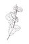 snowberry Symphoricarpos branch with fruits and leaves, graphic linear black and white drawing, botanical sketch