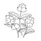 Snowberry or Symphoricarpos. Hand drawn vector outline