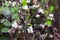 Snowberry white bush. decorative plant for the garden