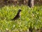 Snowbird on the green grass