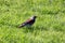 Snowbird on the green grass