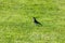 Snowbird on a green lawn