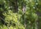 Snowbird on the green spring grass Turdus pilaris , Czech Republic