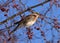 Snowbird, thrush bird, fieldfare sing on tree branch in the spring forest