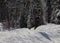 Snowboarder hit berm with style. Lifting board on top while dragging tail on snow