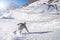 Snowboarder on a slope in the Italian alps of piedmont