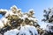 snowbound branches of spruce tree and blue sky