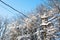 snowbound branches of trees and concrete pole