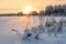 Snowbound dry grass is on winter lake shore against sunset light, footsteps on snowy surface. Northern Karelia