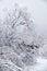 Snowbound trees under snow in winter. Pigeons on brunches