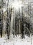 Snowbound trees in winter forest