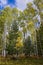 Snowbowl area with a pine forest and aspens changing color. Flagstaff, Arizona.