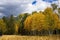 Snowbowl area with a pine forest and aspens changing color. Flagstaff, Arizona.