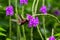 Snowcap, flying next to violet flower, bird from mountain tropical forest, Costa Rica, natural habitat, endemic