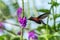 Snowcap, flying next to violet flower, bird from mountain tropical forest, Costa Rica, natural habitat, endemic