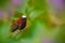 Snowcap, Microchera albocoronata, rare hummingbird from Costa Rica, red-violet bird sitting in beautiful pink flowers, scene at gr