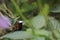 Snowcap, sitting on branch, bird from mountain tropical forest, Costa Rica, natural habitat, beautiful small endemic hummingbird