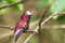 Snowcap, sitting on branch, bird from mountain tropical forest, Costa Rica, natural habitat, beautiful small endemic hummingbird