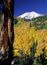 Snowcapped Humphreys Peak above colorful quaking aspen, San Francisco Peaks, Arizona