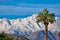 Snowcapped mountains desert Palm Springs Palm treeCalifornia