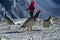 Snowcock birds on Himalaya Mountains with trekker at background