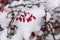 Snowcovered Barberry in Czech village