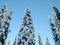 Snowcovered trees in The Bugaboos, a mountain range in the Purcell Mountains, Bugaboo Provincial Park, Britisch Columbia