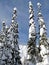Snowcovered trees in The Bugaboos, a mountain range in the Purcell Mountains, Bugaboo Provincial Park, Britisch Columbia