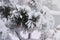 Snowcowered branches. Winter blur background. Frost trees.