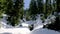 Snowdrift On A Forest ,Rodnei Mountains National Park