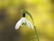 Snowdrop