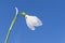 Snowdrop against the blue sky. The first spring flower. The beginning of spring concept. Spring background, copy space