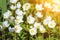 Snowdrop Anemone - Anemone sylvestris- in Spring season. Natural background with bright sunshine