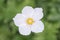 Snowdrop anemone, Anemonoides sylvestris, close-up white flower