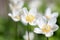 Snowdrop anemone Anemonoides sylvestris, close-up white flowers
