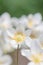 Snowdrop anemone, Anemonoides sylvestris, close-up white flowers