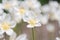 Snowdrop anemone, Anemonoides sylvestris, haze of white flowers