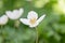 Snowdrop anemone, Anemonoides sylvestris, white flower