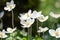 Snowdrop anemone, Anemonoides sylvestris, white flowers
