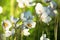 Snowdrop Anemone blooming. Anemone sylvestris