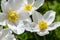 Snowdrop anemone blossom - large white flower with yellow stamen