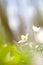 Snowdrop anemone flower in sunny forest