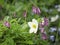 Snowdrop anemone and fringed bleeding hearts blooming